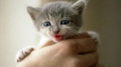 Îmbunătățirea pisoiului sălbatic la mână: sfaturi și recomandări utile