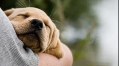 Taming un catelus la mână