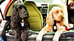 Bea un câine la mașină