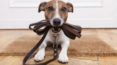 Predarea la guler, lesa și botul