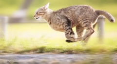 Colecția cat la porecla