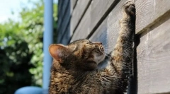 Pisica cat la kogttechka