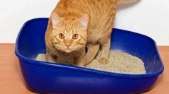 Pisica cat la toaletă