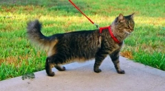 O pisică obișnuită să meargă pe o lesa