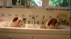 Puppy care predau catelul