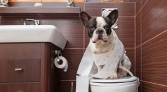 Predarea unui câine la toaletă