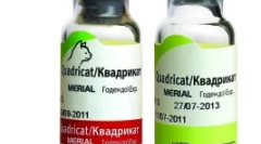 Vaccinarea pisică pentru pisici - protecția unui animal de companie iubit dintr-o boală periculoasă de virus