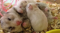 Semne de sarcină în hamster, naștere și îngrijire