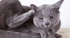 Semne de purici în pisici, ceea ce arată și ce să aducă