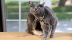 Semne de purici de pisica si cum arata