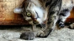 Semne și rase de mouse-uri de pisică