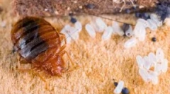 Semne de prezență a bug-urilor în apartament