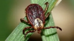 Semne de mușcătură și boli după el