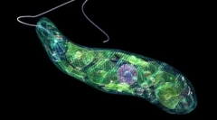 Semne de organisme vii