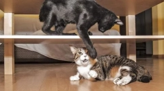 Problema comportamentului pisicilor