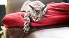 Probleme cu pat de noapte