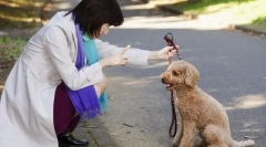 Probleme cu comportamentul câinilor