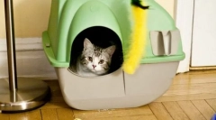 Pisica se rupe la loc