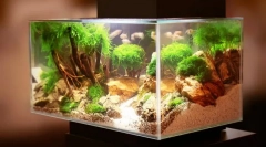 Probleme în acvariu și eliminarea acestora