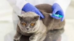 Prevenirea și vaccinările pentru pisică