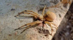 Originea artropodelor