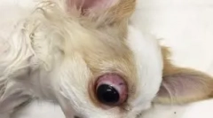 Sprijinarea globului ocular: ce fel de câini cad