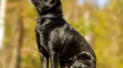 Pet-brabanson (foto): copil mândru cu un suflet larg și un personaj jucăuș