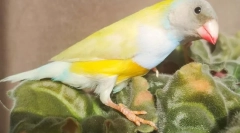 Amadins păsări, descriere, tipuri, îngrijire și conținut