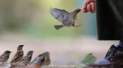 Păsări și bărbat