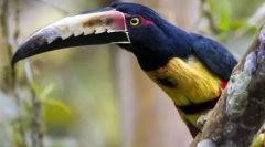 Păsări de păsări. Familie de păsări