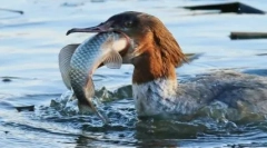 Păsări cu cele mai inimaginabile și fantezie