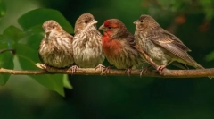 Păsări. Clădire și caracteristici