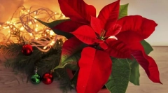 Punancetia (star de crăciun)