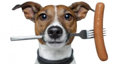 Purină van pentru câini: alimente economice echilibrate