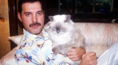 Flufy muze: fapte despre pisicile de oameni celebri