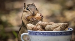 Dieta chipmunk în natură și acasă