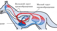 Tulburări circulative și glande limfatice