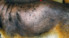 Tulburări ale glandelor suprarenale