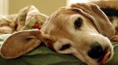 Tulburări de glandă parachitoid