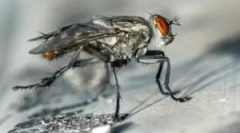 Plante și remedii populare care sperie zboară