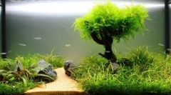 Plante în acvariu: reguli simple de debarcare și îngrijire