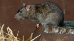 Dimensiunile și greutatea șobolanilor sălbatici și de acasă