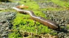 Reproducerea ciclului de ploaie și a ciclului de dezvoltare