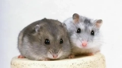 Reproducerea gungrikov la domiciliu