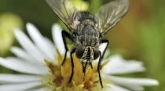 Reproducerea și dezvoltarea muștelor