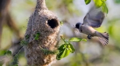 Reproducere și îngrijire pentru descendenții la păsări