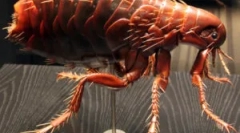 Reproducerea și ciclul de viață