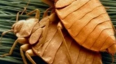 Cresterea si ciclul de viata de bedbugs
