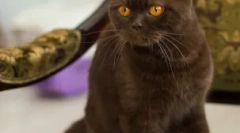 O varietate de culori ale pisicilor britanice: totul nu se termină în albastru