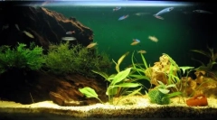 Soiuri de compresoare de acvariu